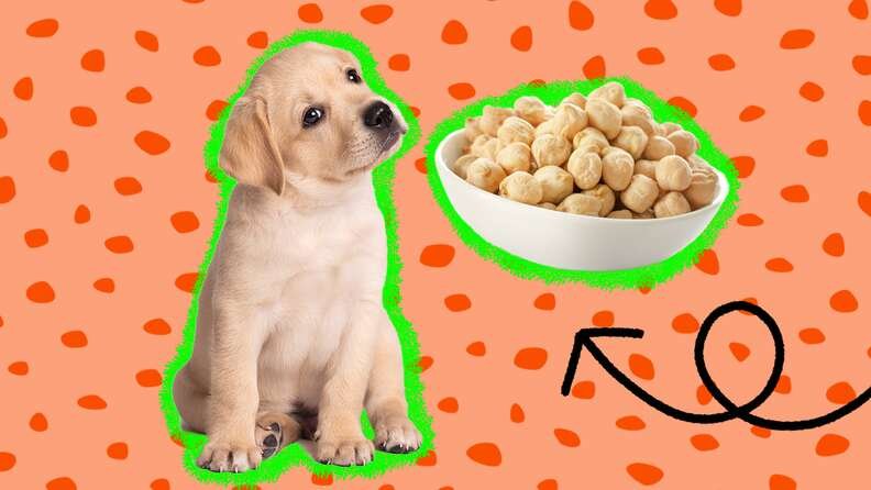 Les pois chiches sont-ils bons pour la santé de votre chien
