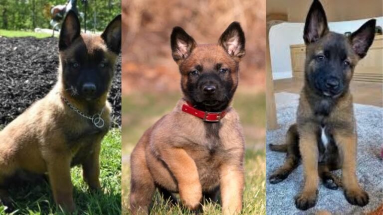 un chiot berger belge malinois jouant