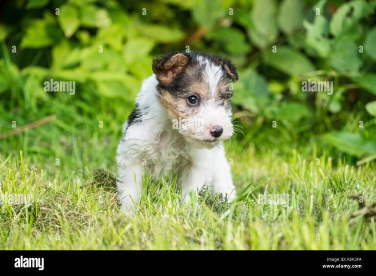 un chiot fox terrier jouant dans un jardin