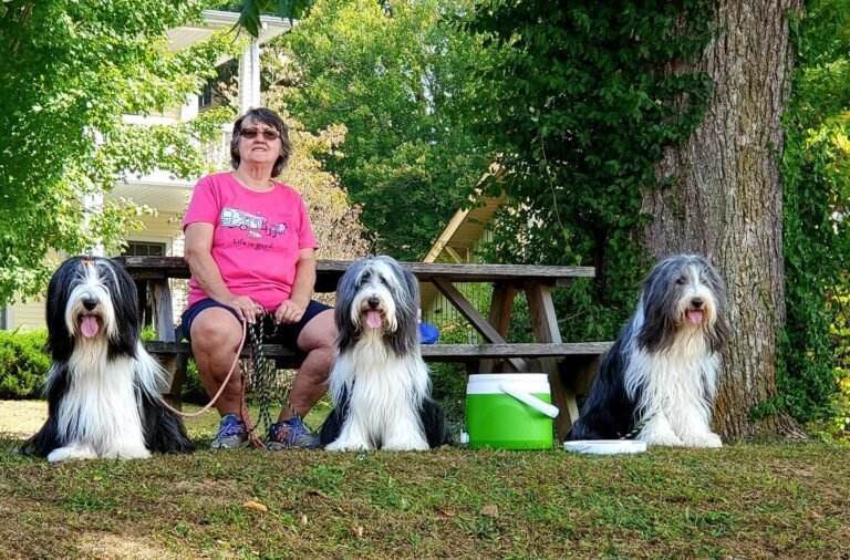 un chiot observant son environnement