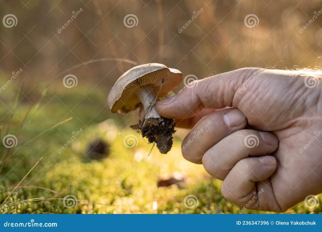 un cueilleur examinant des champignons en foret