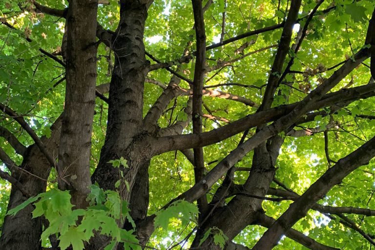 Quel arbre choisir pour profiter d'une ombre généreuse dans votre jardin 29 un grand arbre offrant une ombre dense