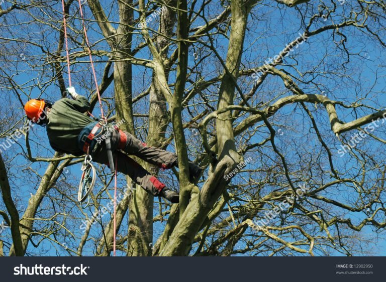 Quel est le meilleur kit pour grimper aux arbres en toute sécurité 44 un grimpeur suspendu dans un arbre