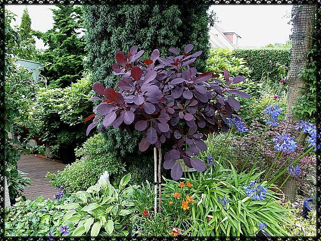Comment cultiver le Cotinus C. Royal Purple dans votre jardin 6 Comment cultiver le Cotinus C. Royal Purple dans votre jardin