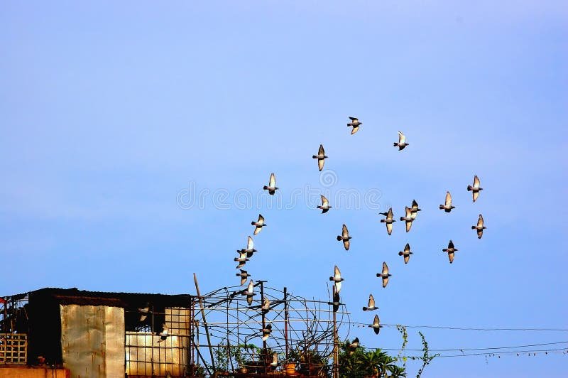 Comment Faire Fuir Les Etourneaux De Votre Jardin Efficacement