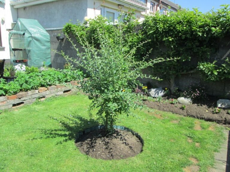Comment cultiver un arbre à baie de goji dans votre jardin 31 un jardin avec un arbre a baie de goji