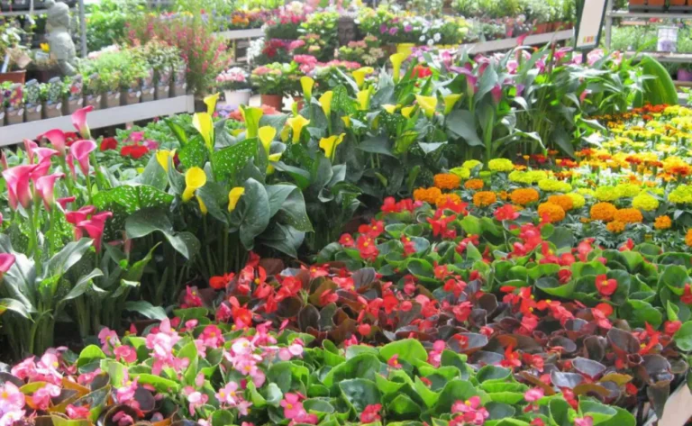 Comment créer un jardin décoratif à Gétigné Découvrez nos conseils ! 36 un jardin decoratif colore a getigne