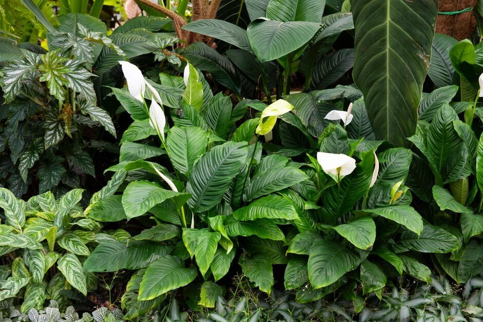 Comment prendre soin de votre Lys de la paix (Spathiphyllum wallisii) 8 Comment prendre soin de votre Lys de la paix (Spathiphyllum wallisii)