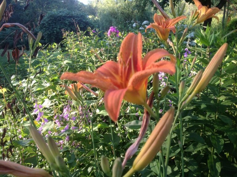 un lys dun jour eclatant dans un jardin