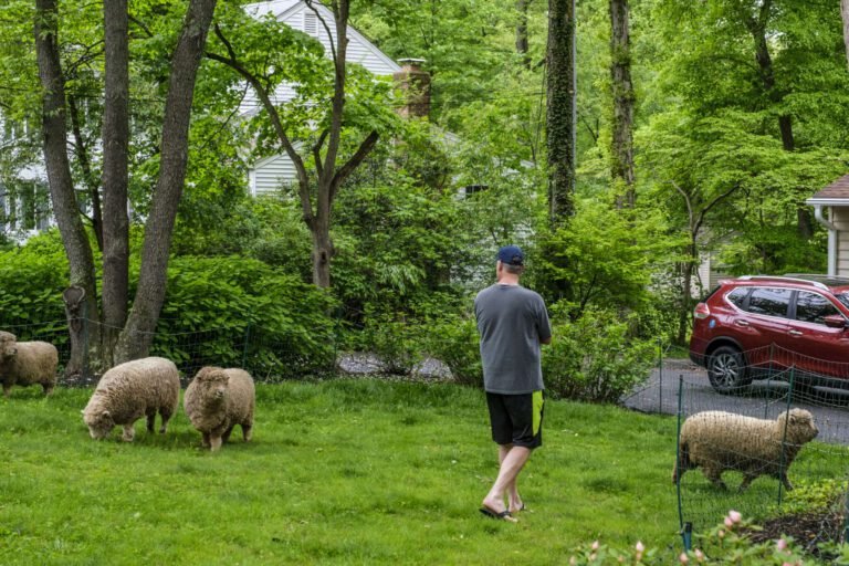 Pourquoi louer un mouton pour tondre votre pelouse est-il avantageux 8 un mouton tondant une pelouse verdoyante