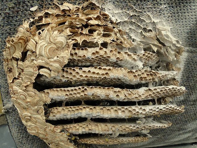 Peut-on laisser un nid de guêpes dans un mur sans danger