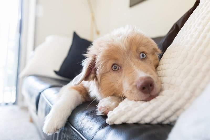 Quels sont les meilleurs petits chiens d'appartement qui n'aboient pas 4 Quels sont les meilleurs petits chiens d’appartement qui n’aboient pas