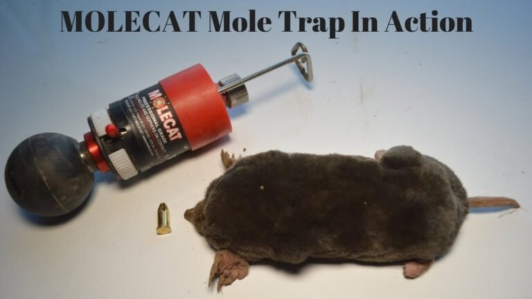 un piege a rat taupier en action