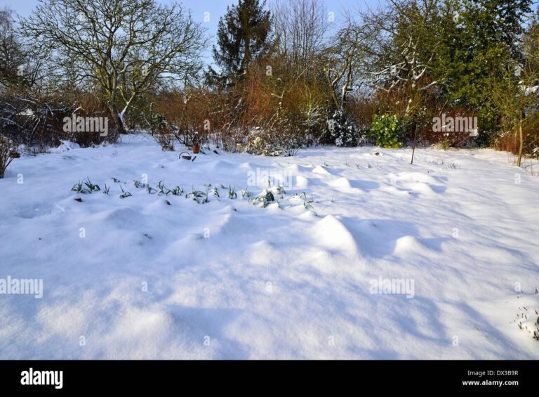 Comment protéger efficacement votre potager en hiver 7 un potager sous une couverture de neige