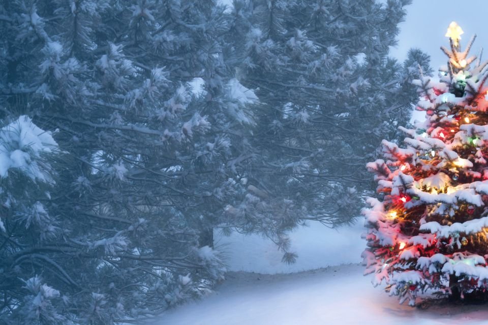 Pourquoi choisir un vrai sapin de Noël plutôt qu'un artificiel 6 Pourquoi choisir un vrai sapin de Noël plutôt qu’un artificiel