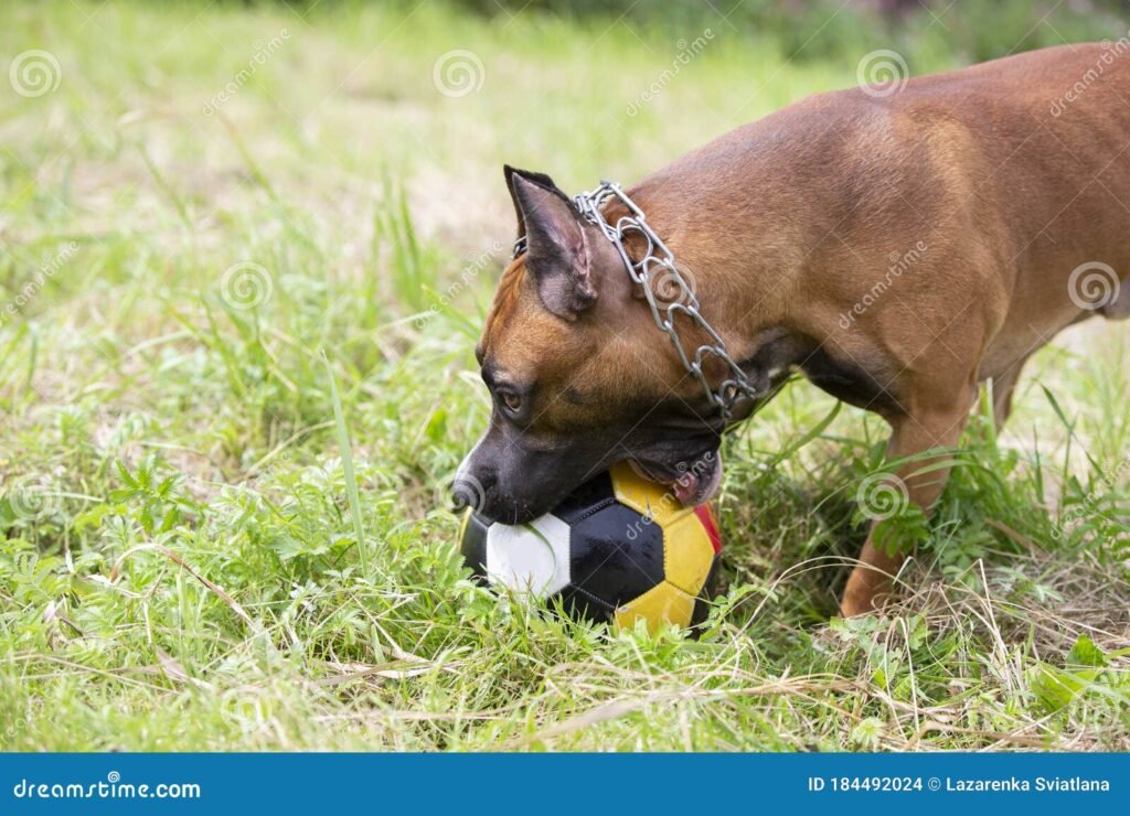 Comment bien s’occuper d’un Staffordshire Bull Terrier