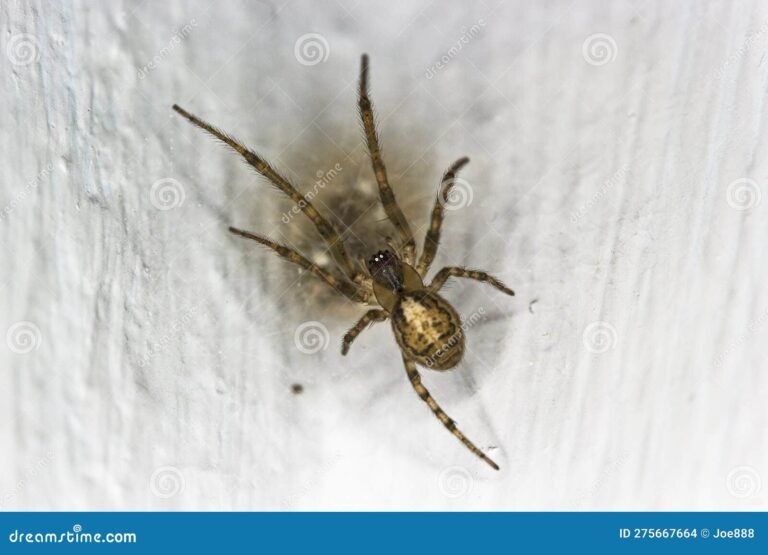 Que faire face à une grosse araignée dans votre maison 37 une araignee sur un mur interieur