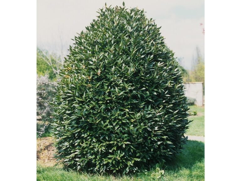 une haie dense de laurier sauce