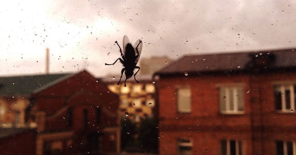 Que faire si je suis envahie de mouches dans ma maison 8 Que faire si je suis envahie de mouches dans ma maison