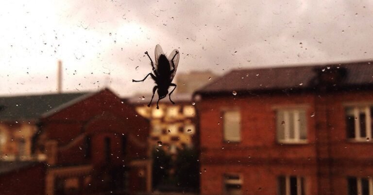une maison avec des mouches volantes