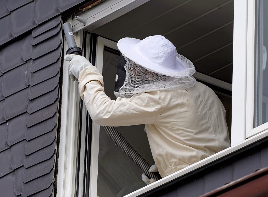 Qui contacter pour faire enlever un nid de frelons efficacement 3 Qui contacter pour faire enlever un nid de frelons efficacement