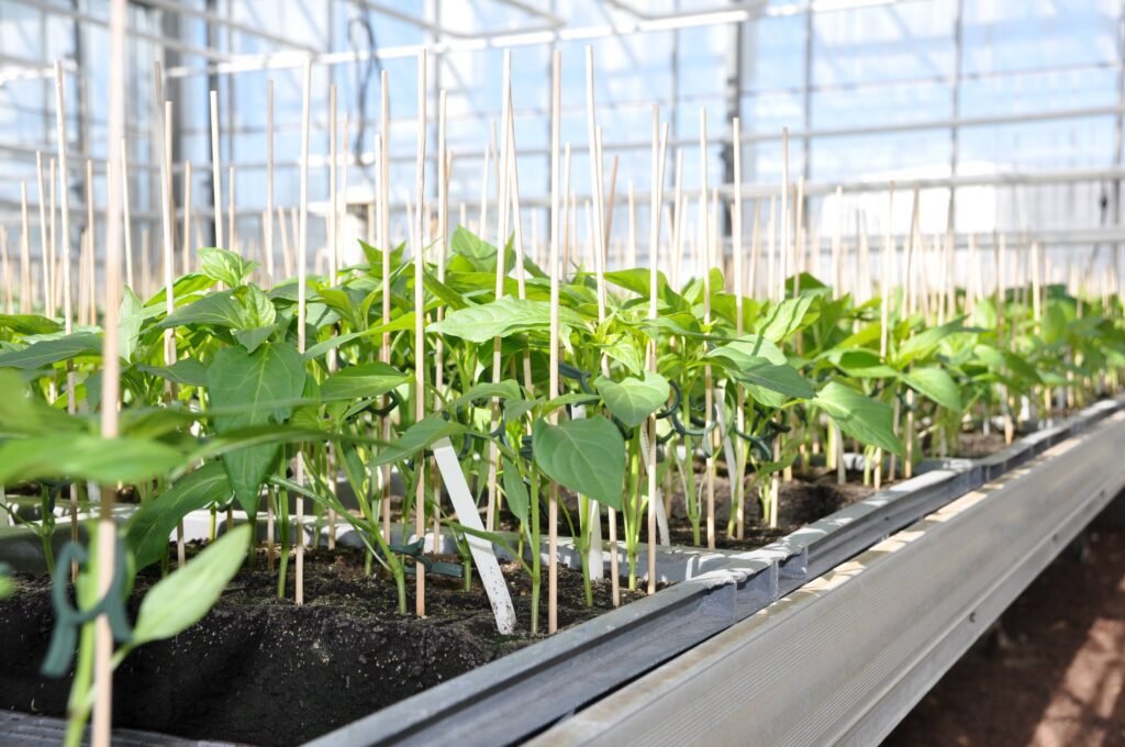 une variete de plantes en pleine croissance