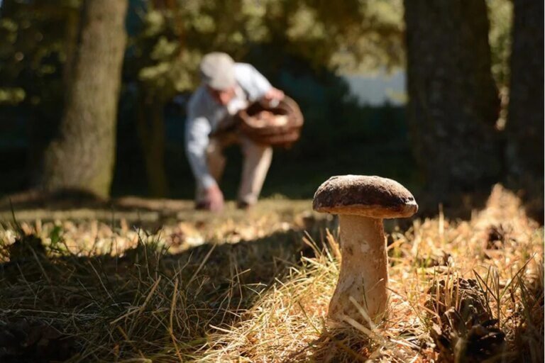 Quels sont les champignons comestibles que l'on trouve en France 1 variete de champignons frais en foret